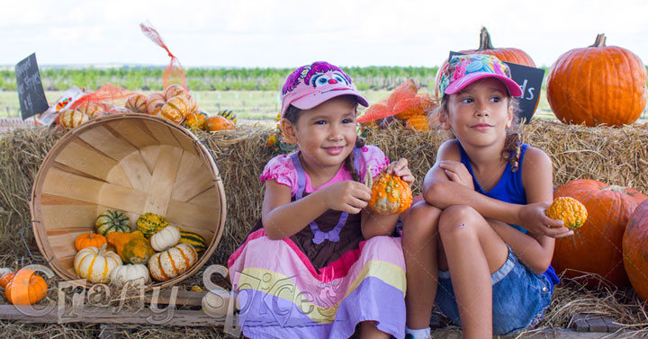 Pumpkin Patch, Fun Field Day 