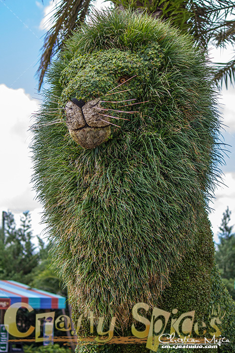 The Lion topiary at Busch Gardens