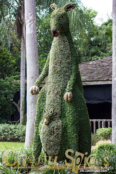 The kangaroo topiary at Busch Gardens