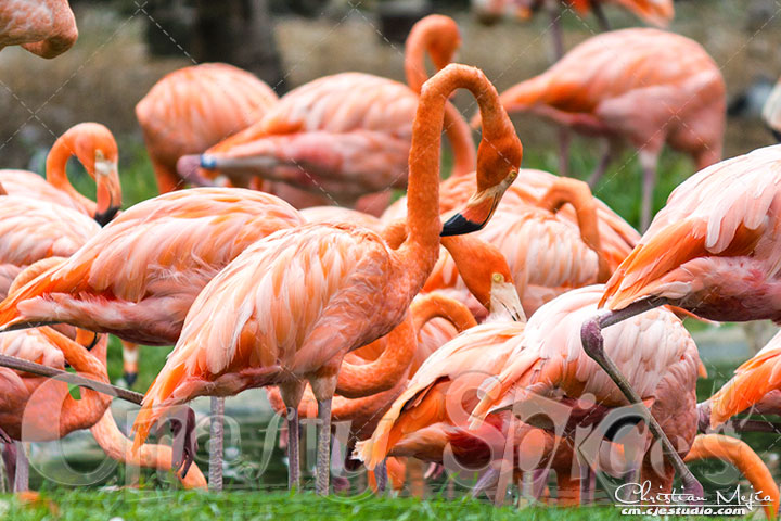 Flamingoes 