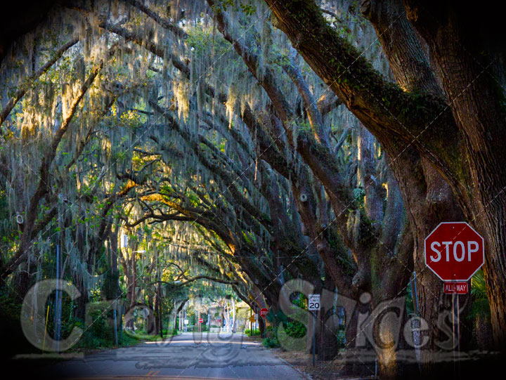 Magnolia Street