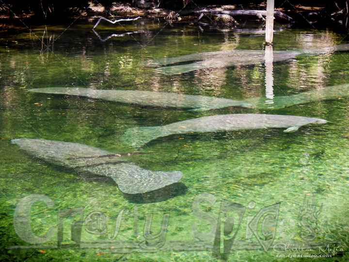 Manatee in the River