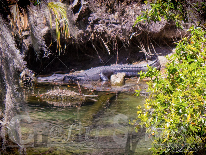 Alligators in the River