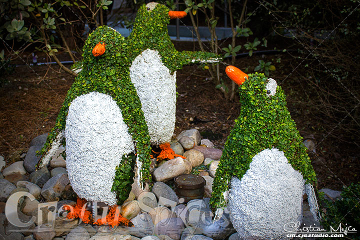 Topiary - Penguins