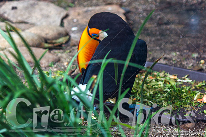 Beautiful Toco Toucan