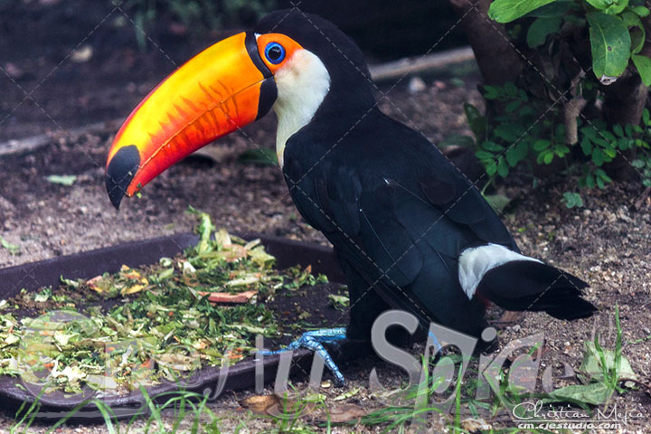 Toco Toucan 