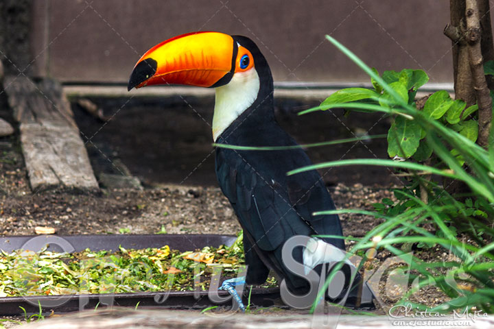 Toco Toucan