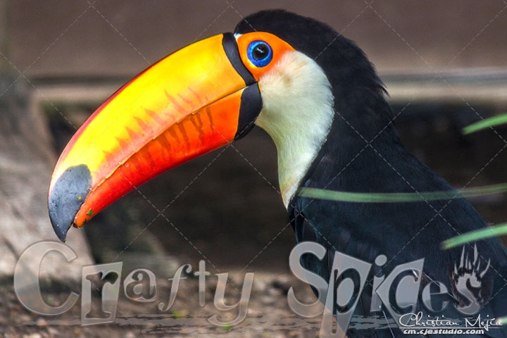 Toco Toucan