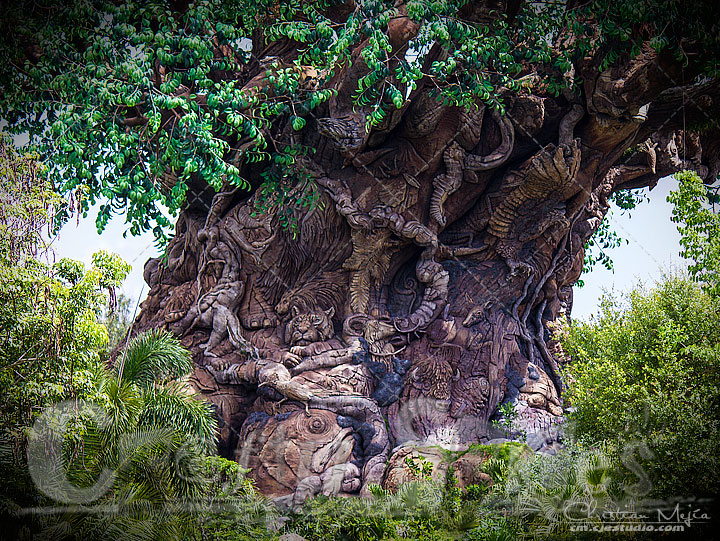 Tree of life - Full view