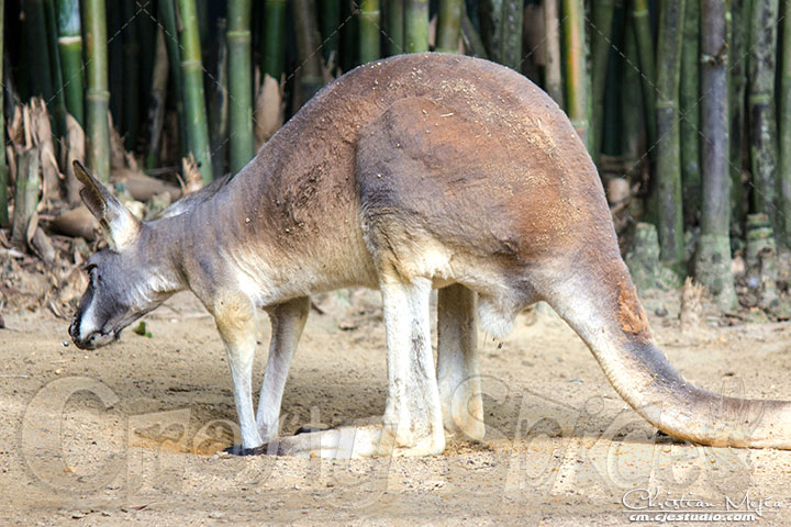 Lovely Kangaroo