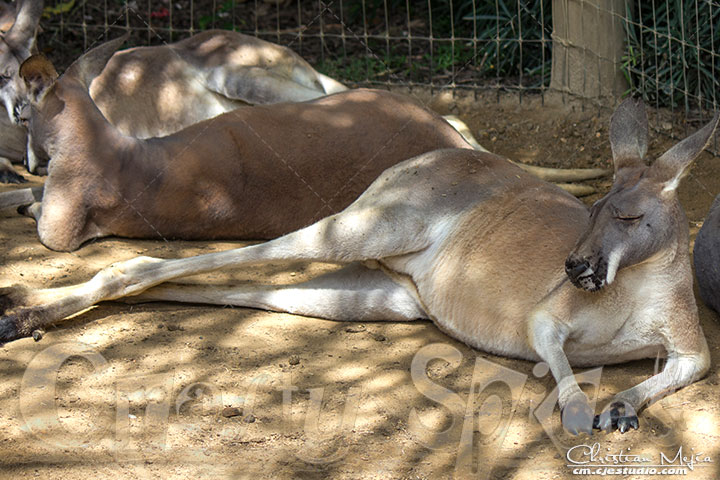 Many Kangaroos