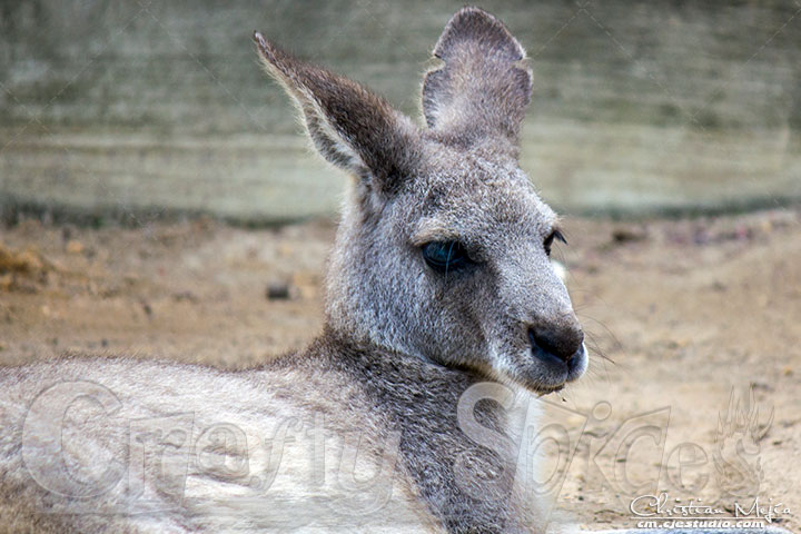 Nice Kangaroo