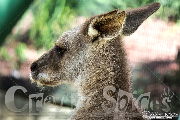 Baby Kangaroo